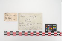 Foto von Bronzerippenciste (NHMW-PRAE-024511)